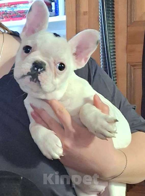 Собаки в Домодедово: Девочка французского бульдога. Метрика РКФ.  Родители проверены на генетические заболевания.   Девочка, 75 000 руб. - фото 1