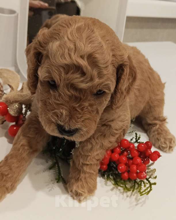 Собаки в Казани: Щенки той пуделя Мальчик, 70 000 руб. - фото 4