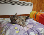 Кошки в Москве: Кошечка Нюша ищет дом Девочка, Бесплатно - фото 1