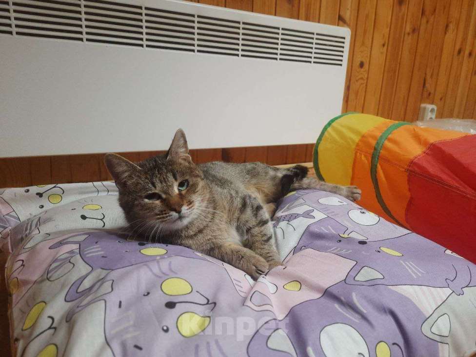 Кошки в Москве: Кошечка Нюша ищет дом Девочка, Бесплатно - фото 1