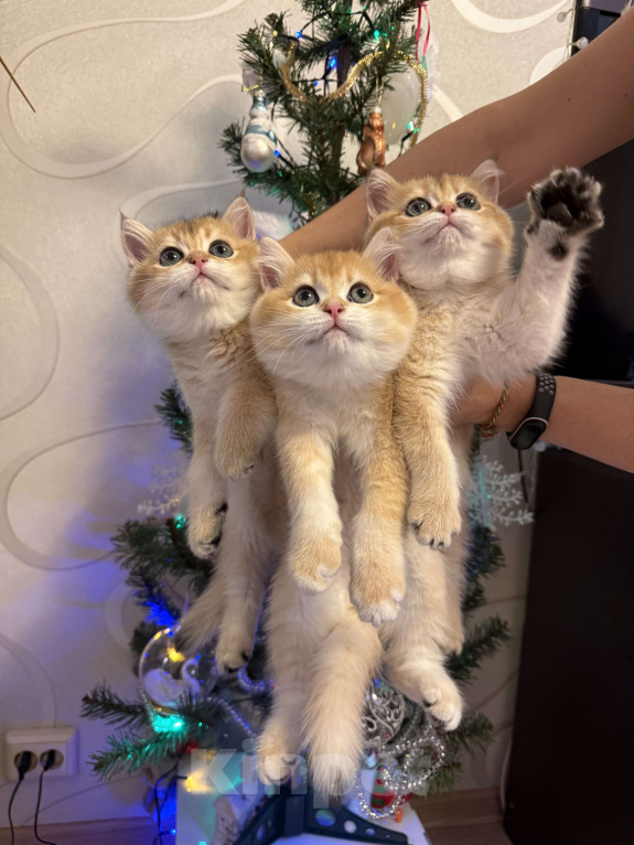 Кошки в Москве: Золотой британский котик Fox Мальчик, 45 000 руб. - фото 3