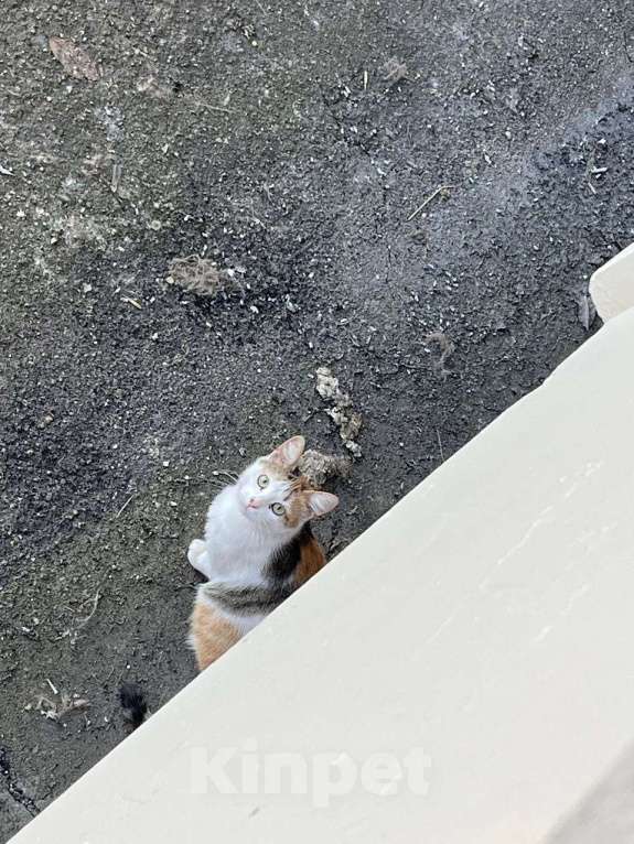 Кошки в Москве: кошка Дофаминка в добрые руки Девочка, Бесплатно - фото 6