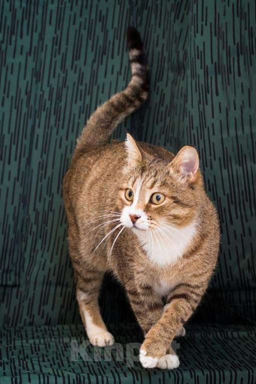 Кошки в Москве: Умный, харизматичный и нежный кот Арсений в добрые руки Мальчик, Бесплатно - фото 6