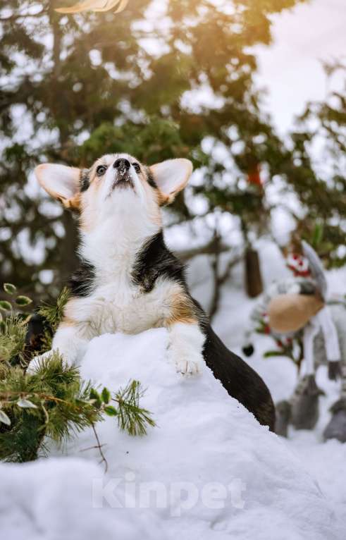 Собаки в Новосибирске: Вельш Корги Пемброк Динь-Динь Девочка, 65 000 руб. - фото 9