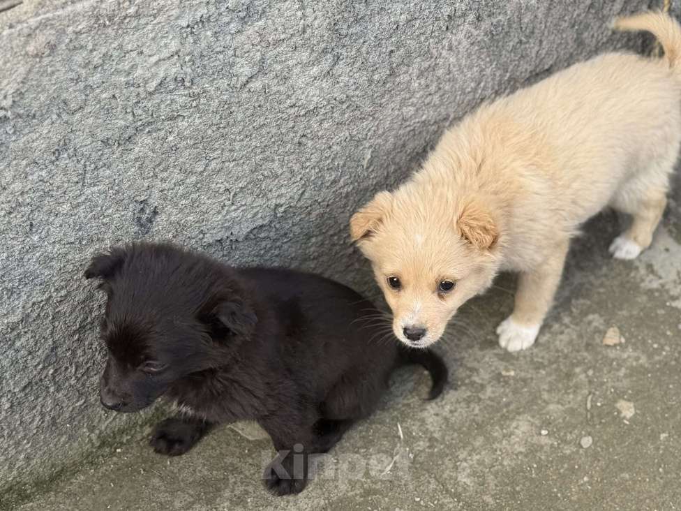 Собаки в Белореченске: Щенки Разнополые, Бесплатно - фото 1