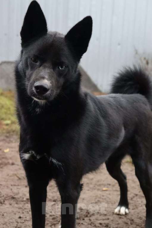 Собаки в Раменском: Плюша ищет семью Девочка, Бесплатно - фото 2