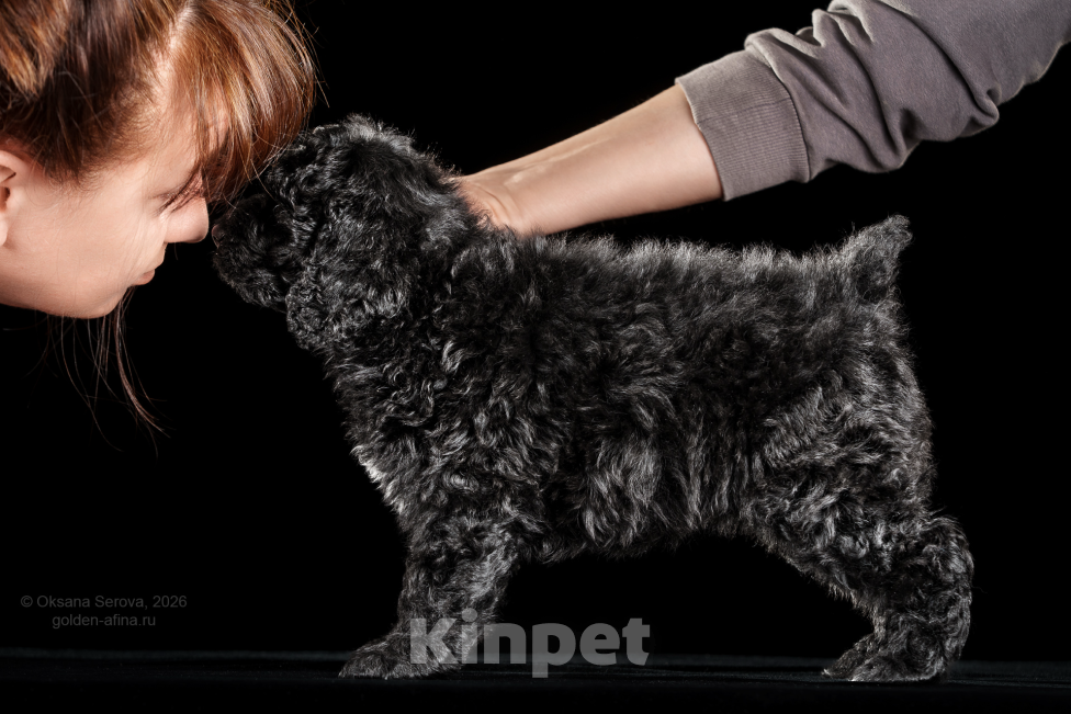 Собаки в других городах Ярославской области: Щенки испанской водяной собаки! Разнополые, 200 000 руб. - фото 7