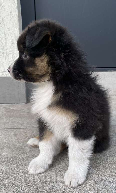 Собаки в Новокузнецке: Аусси Девочка, 50 000 руб. - фото 3