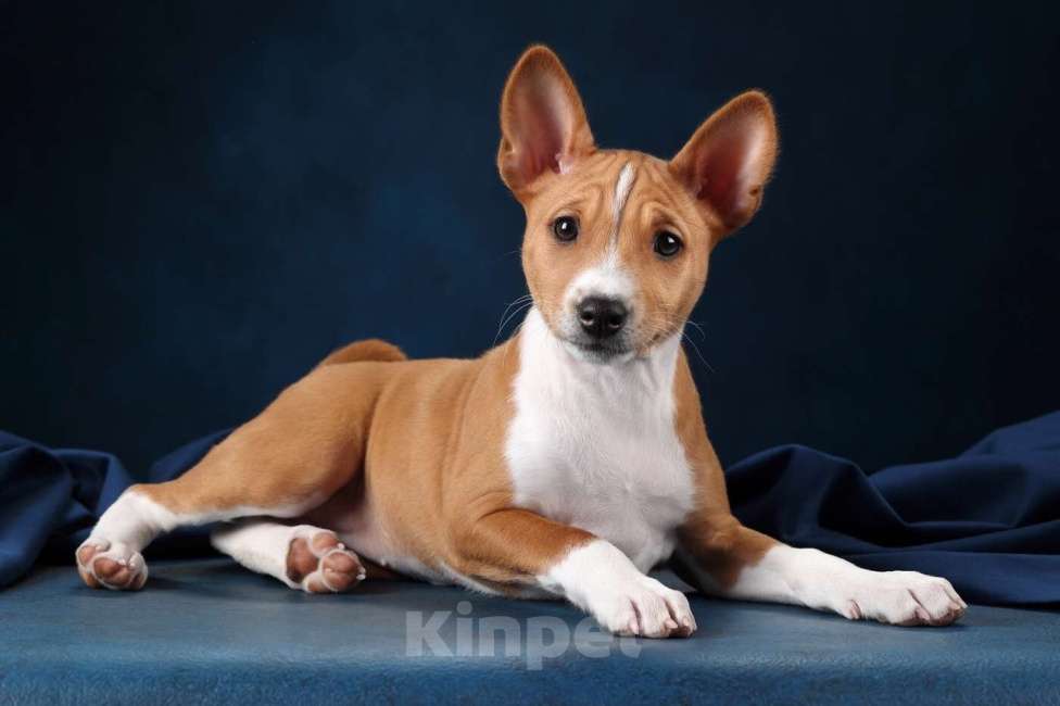 Собаки в Санкт-Петербурге: Щенок басенджи Девочка, Бесплатно - фото 1