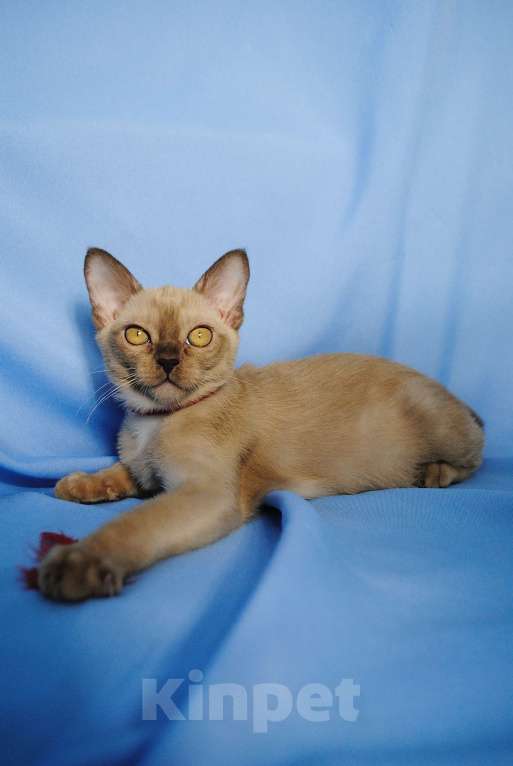 Кошки в Москве: Бурманские котята Девочка, 50 000 руб. - фото 1