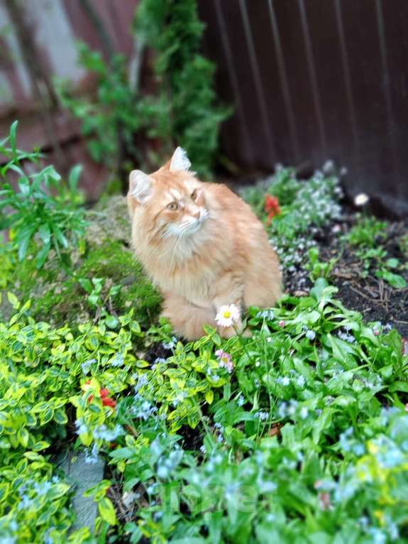 Кошки в Балашихе: Потерялся рыжий кот Мальчик, 10 000 руб. - фото 3