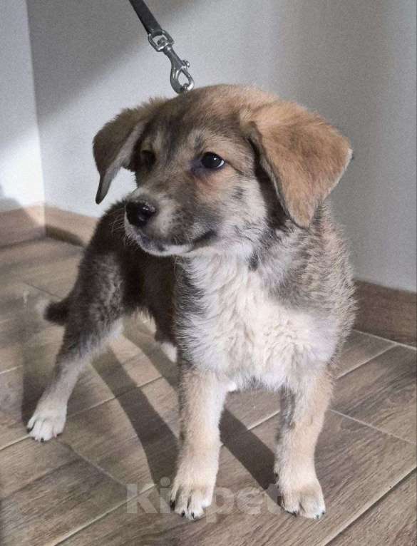 Собаки в Москве: Лилуша Девочка, Бесплатно - фото 2