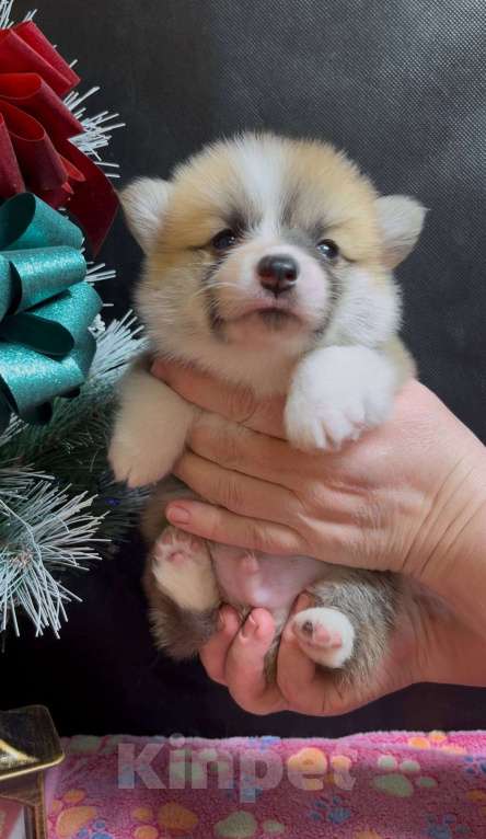 Собаки в других городах Московской области: Вельш корги пемброк чудесный мальчик  Мальчик, 60 000 руб. - фото 2