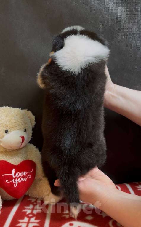 Собаки в других городах Московской области: Бордер колли очаровательная малышка Девочка, 70 000 руб. - фото 8