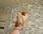 Собаки в Москве: Шикарный мини мальчик померанского шпица питомник Ркф Мальчик, Бесплатно - фото 1