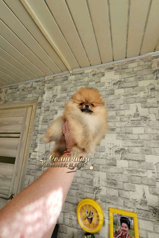 Собаки в Москве: Шикарный мини мальчик померанского шпица питомник Ркф Мальчик, Бесплатно - фото 1