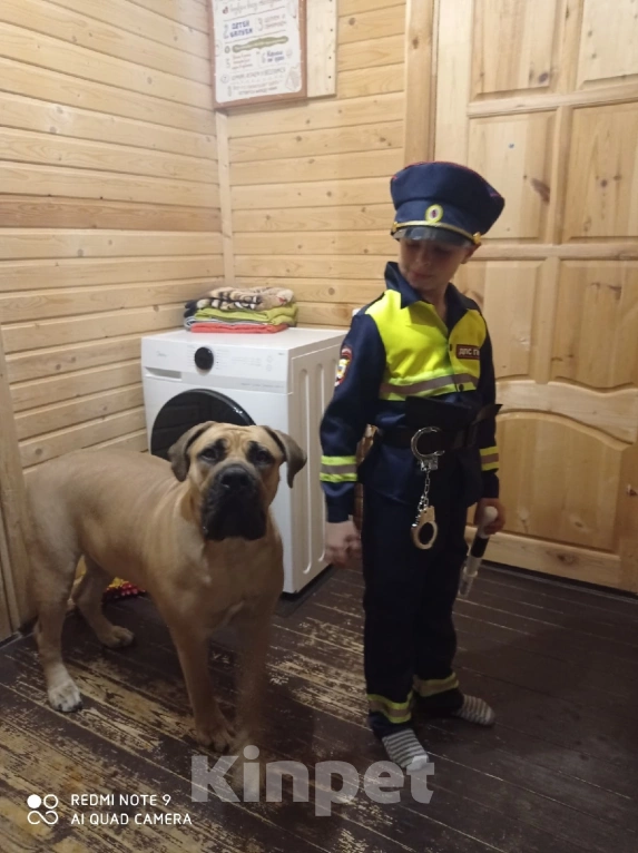 Собаки в других городах Московской области: Срочно в добрые руки ❗ Девочка, Бесплатно - фото 4