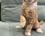 Кошки в Иркутске: Котенок Мейн-Кун Девочка, 25 000 руб. - фото 2