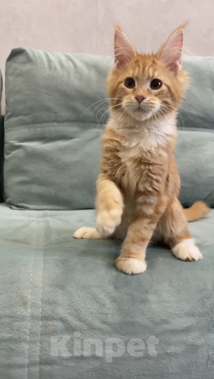 Кошки в Иркутске: Котенок Мейн-Кун Девочка, 25 000 руб. - фото 2