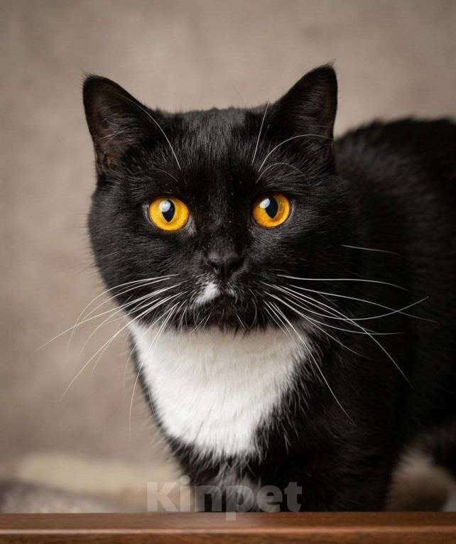 Кошки в Москве: Ищет дом настоящая кошачья принцесса — Ася! Девочка, Бесплатно - фото 1