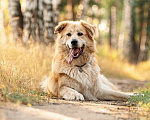 Собаки в Москве: Шикарный пёс Нортон в добрые руки. Мальчик, 1 руб. - фото 6
