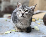 Кошки в Добрянке: Котёнок, Бесплатно - фото 1