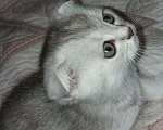 Кошки в Новокубанске: Котята вислоухие, 8 000 руб. - фото 4