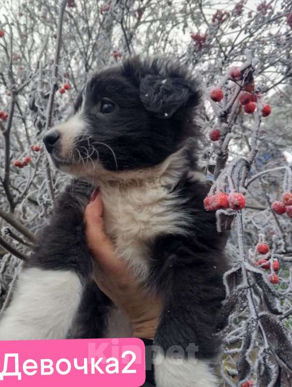 Собаки в Уварово: Щенок Девочка, Бесплатно - фото 1