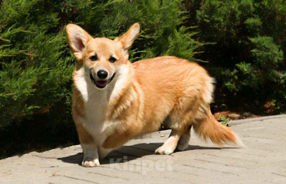 Собаки в Самаре: Девочка Элисия Спарк Девочка, 50 000 руб. - фото 2