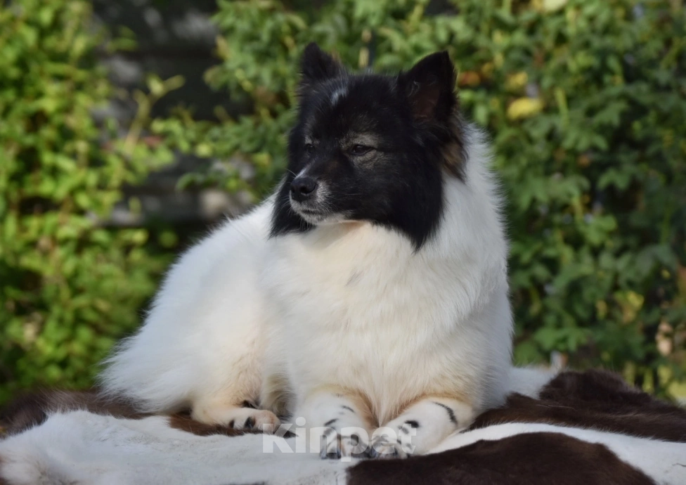 Собаки в Москве: Ненецкая оленегонная лайка, сука Фрида. Девочка, 60 000 руб. - фото 7