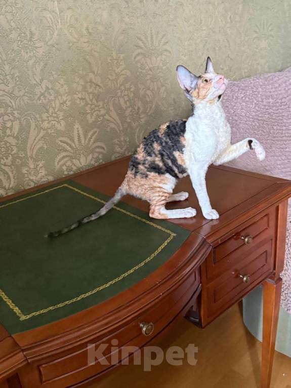 Кошки в Санкт-Петербурге: Корниш -рекс  Девочка, 45 000 руб. - фото 1