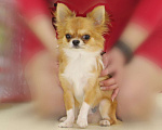 Собаки в Уфе: Чихуахуа Д/Ш миниатюрный кобель для вязки Мальчик, 20 000 руб. - фото 3