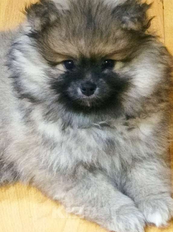 Собаки в Химках: Девочки  активные, игривые, шкодницы Девочка, 35 000 руб. - фото 4