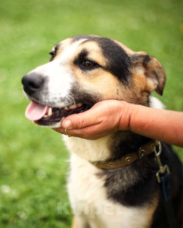 Собаки в Москве: Дарвин. Лучший друг для любой семьи Мальчик, 1 руб. - фото 2