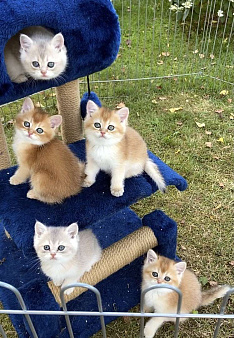 Британские котята золотая шиншилла