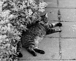 Кошки в Щелково: Найдена полосатая кошка  Девочка, Бесплатно - фото 6