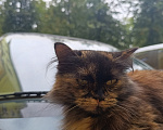 Кошки в Ступино: Кошка в добрые руки Девочка, Бесплатно - фото 3