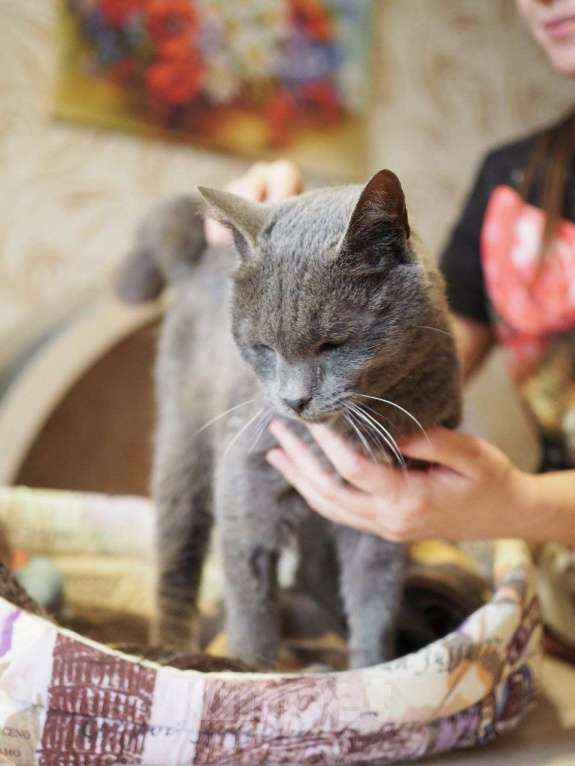 Кошки в Москве: Гоша ищет дом Мальчик, Бесплатно - фото 1