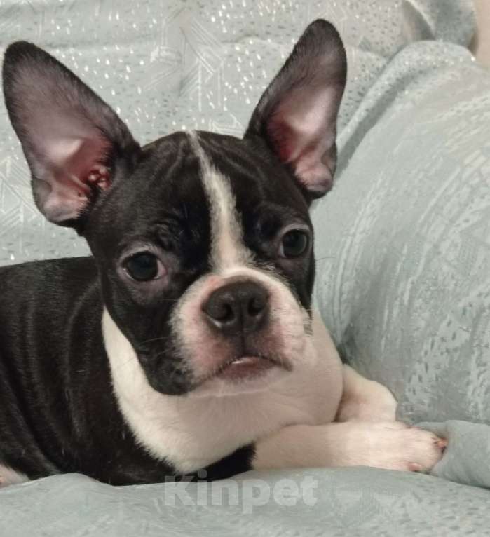 Собаки в Новосибирске: Щенок Бостон терьер Мальчик, 50 000 руб. - фото 5