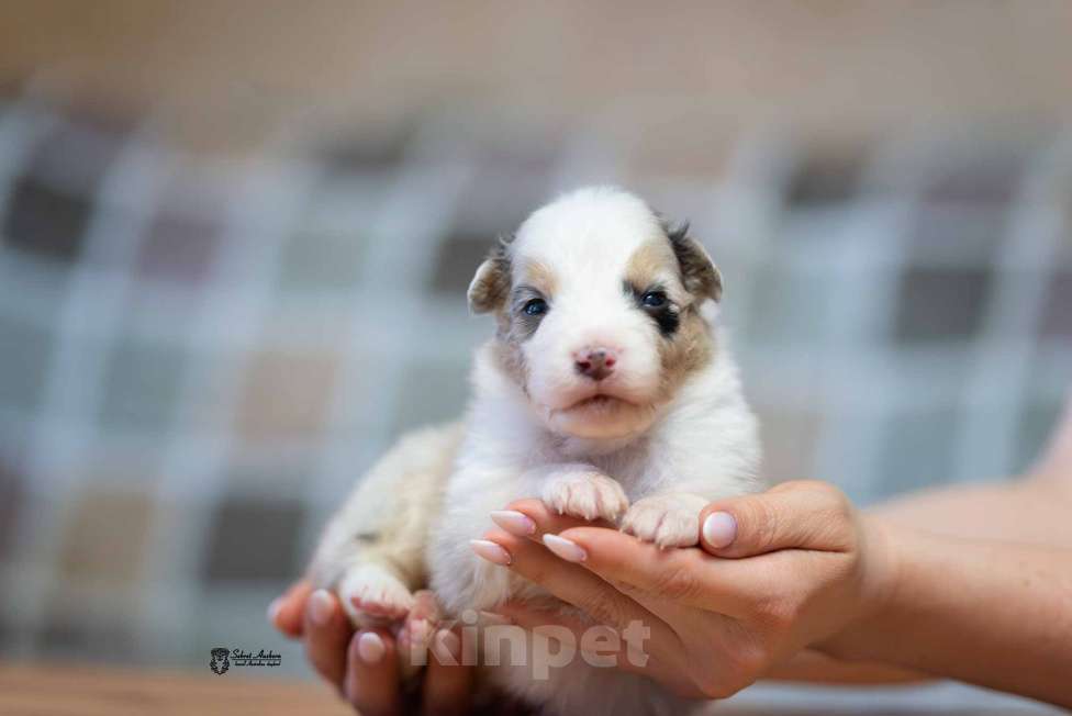Собаки в Москве: Австралийская овчарка, аусси Мальчик, 120 000 руб. - фото 3
