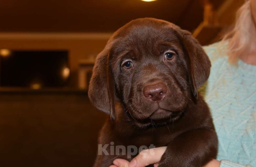 Собаки в Москве: Щенки лабрадора шоколадные  Девочка, Бесплатно - фото 8