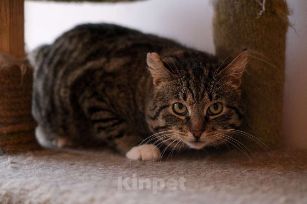 Кошки в Санкт-Петербурге: Говорун из приюта в добрые руки Мальчик, Бесплатно - фото 8