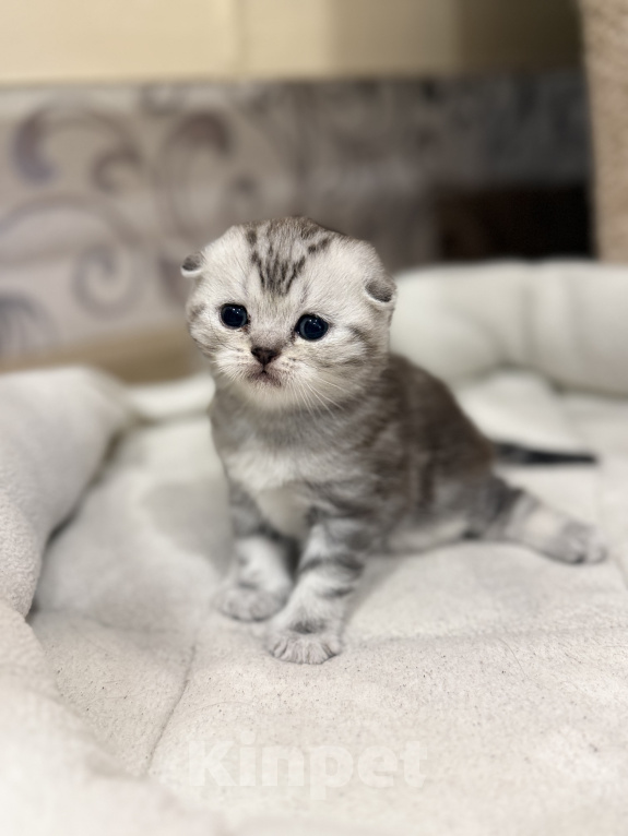 Кошки в Курганинске: Шотландские котята Мальчик, Бесплатно - фото 4