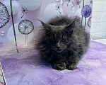 Кошки в Москве: Филя Мальчик, 65 000 руб. - фото 4