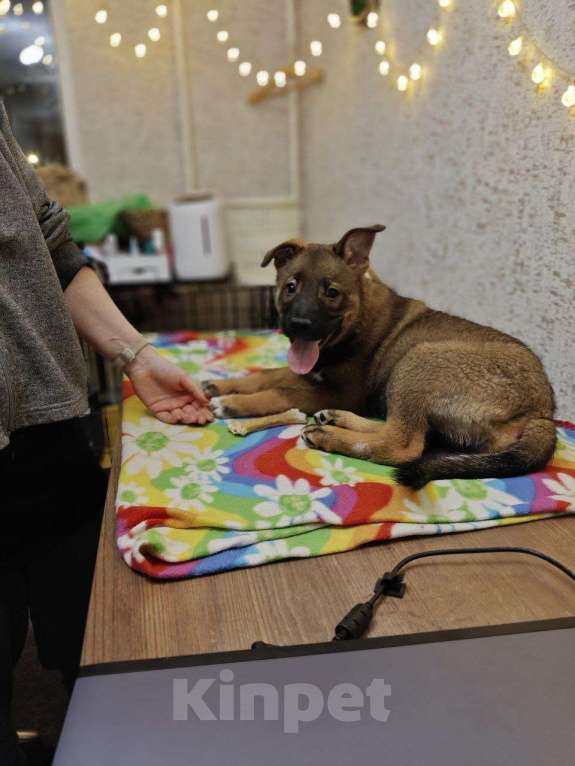 Собаки в Санкт-Петербурге: Малыши 3 месяца — найдены, ищут дом Мальчик, Бесплатно - фото 1