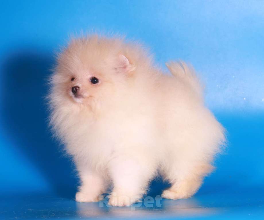 Собаки в Москве: померанский шпиц мини девочка дл души Девочка, 40 000 руб. - фото 8