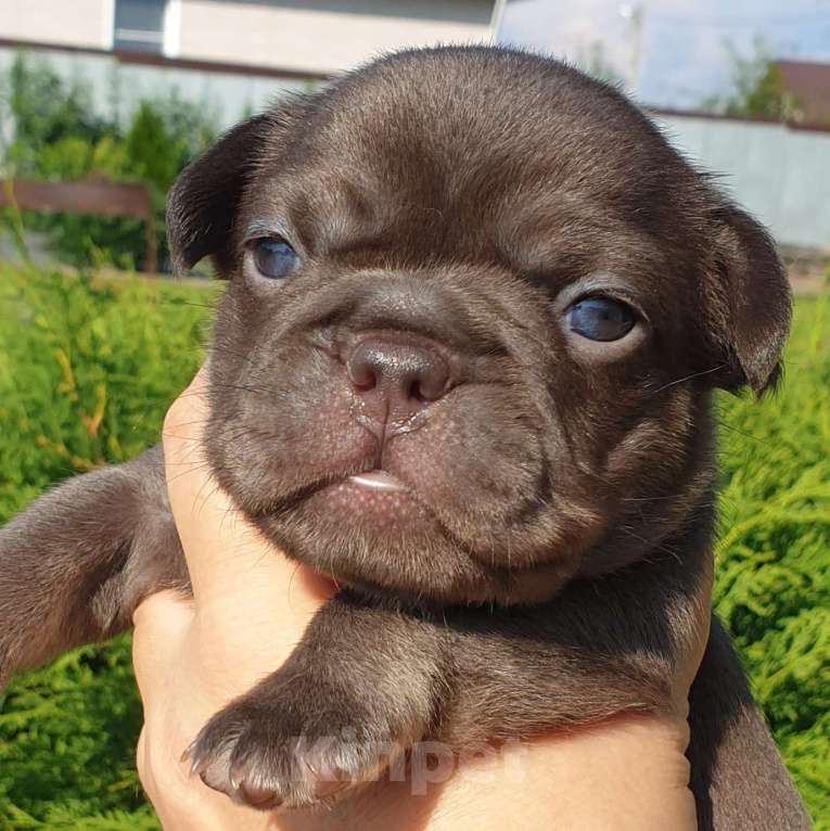 Собаки в Москве: Шоколадная девочка, документы АБКС Девочка, 70 000 руб. - фото 3