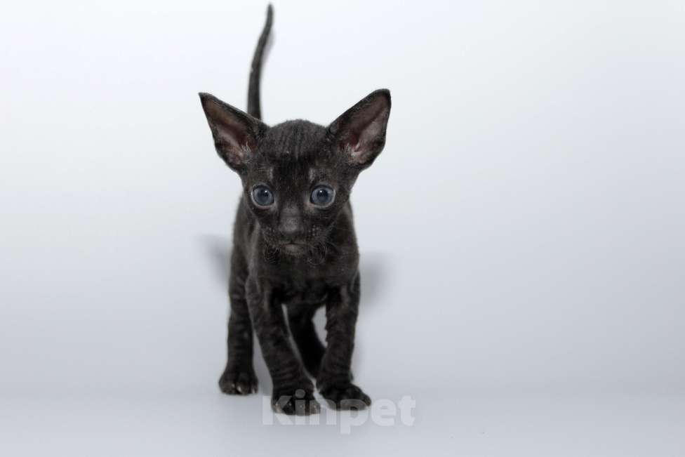 Кошки в Москве: малыши к резервированию. питомник Корнелита Мальчик, 70 000 руб. - фото 1