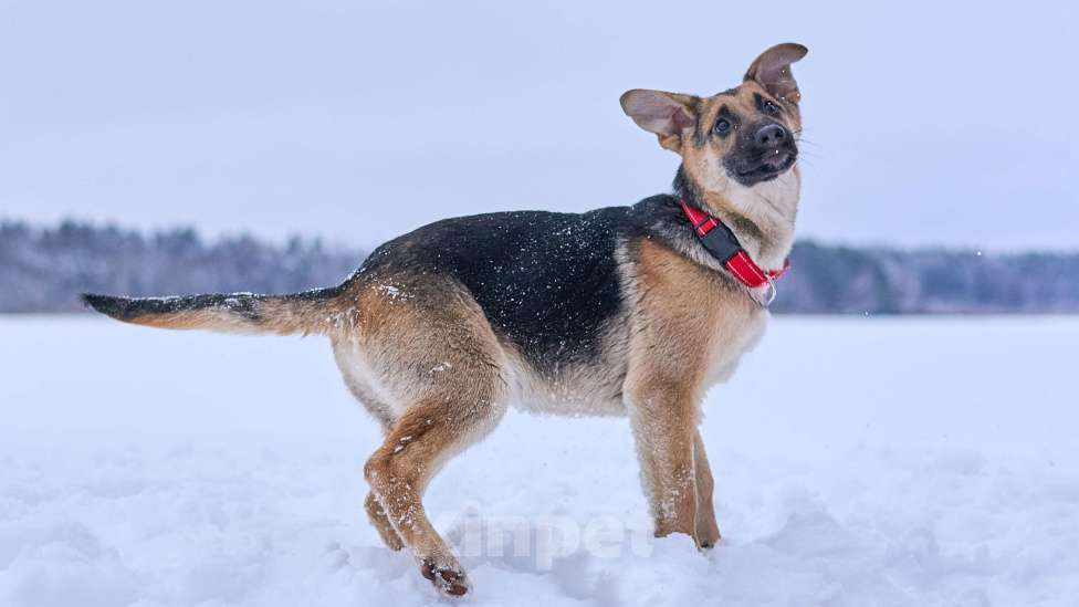 Собаки в Москве: милая девочка Герда очень хочет стать любимицей  Девочка, Бесплатно - фото 1