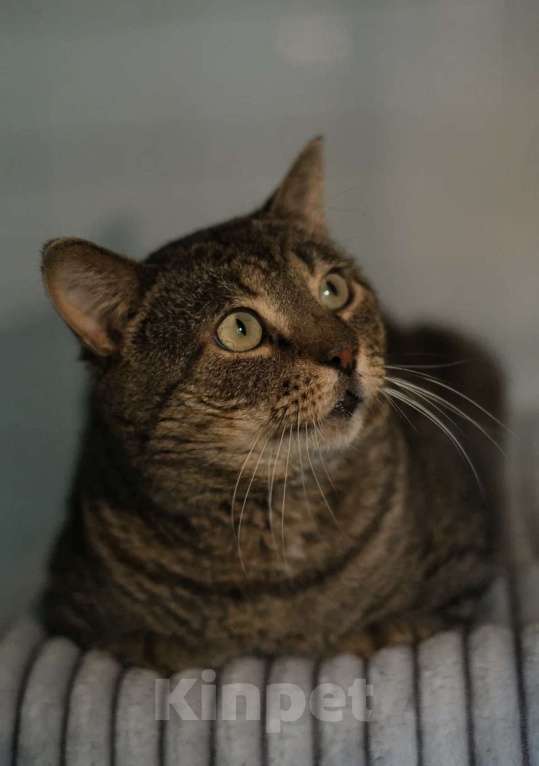 Кошки в Санкт-Петербурге: Сережа из приюта Мальчик, Бесплатно - фото 5